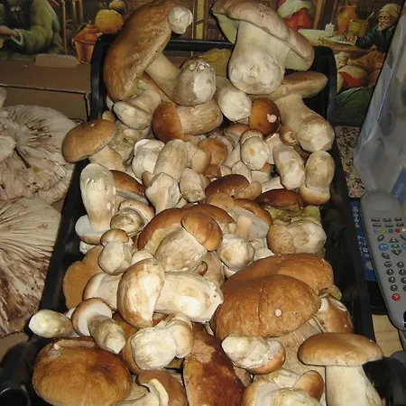 Podere Schioppello Casale Con Privati Casa rural *